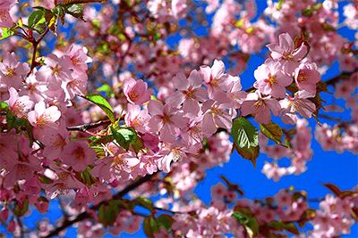 Blommor 2